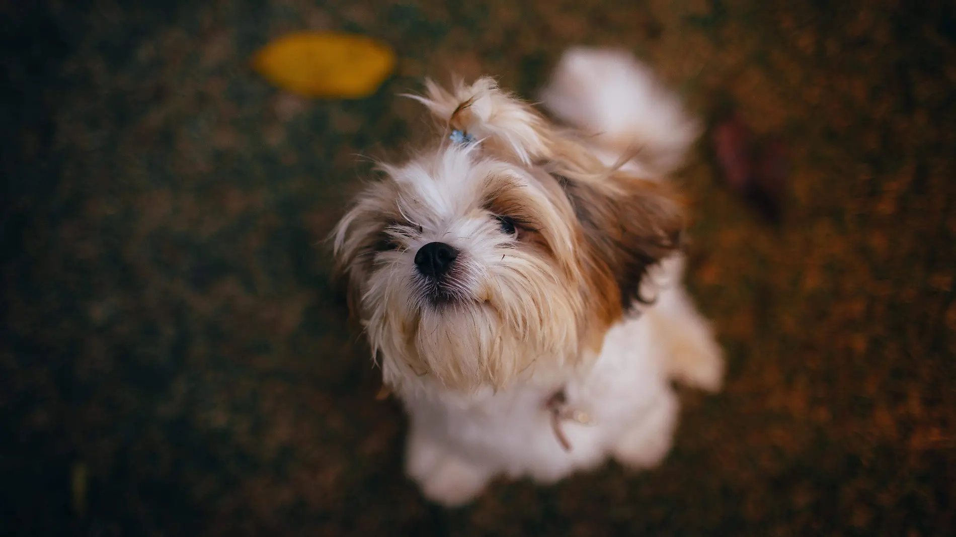 Shih Tzu